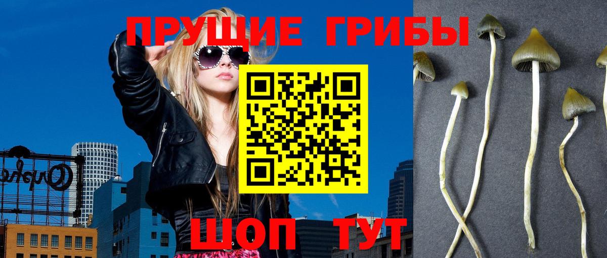 Псилоцибиновые грибы Cubensis Каменск-Шахтинский